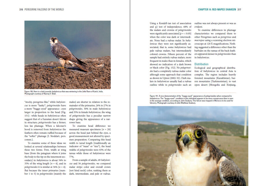 Peregrine Falcons of the World sample page